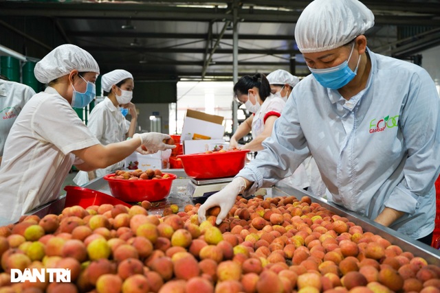 Cận cảnh quy trình đóng gói vải thiều không Covid-19 xuất sang Nhật Bản - 2 Cận cảnh quy trình đóng gói vải thiều không Covid-19 xuất sang Nhật Bản - 2