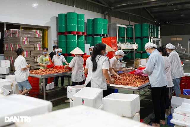 Cận cảnh quy trình đóng gói vải thiều không Covid-19 xuất sang Nhật Bản - 1 Cận cảnh quy trình đóng gói vải thiều không Covid-19 xuất sang Nhật Bản - 1