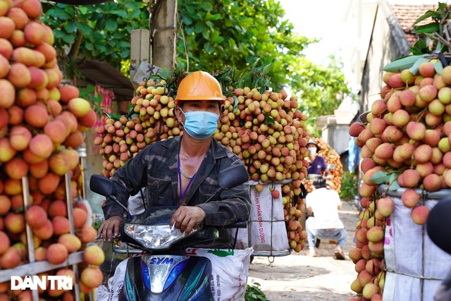 Bắc Giang: Nông dân kêu trời vì giá vải thiều lên xuống thất thường - 4