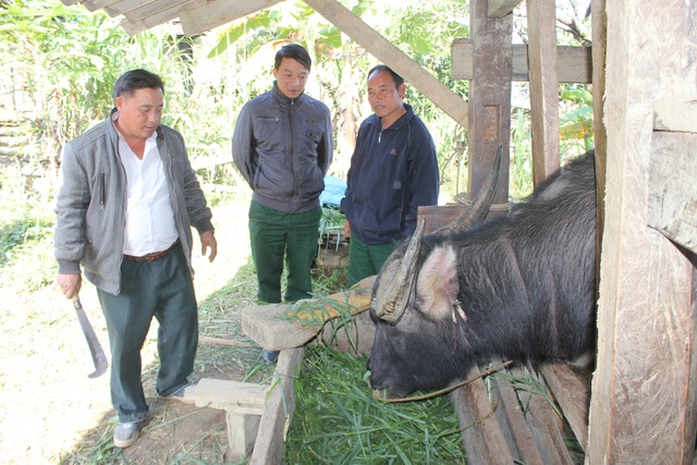 Những người lính mở đường vào vùng đất khó - 5 Cán bộ Đoàn 4 hướng dẫn bà con đồng bào Mông chăm sóc, phòng bệnh cho đàn trâu bò.