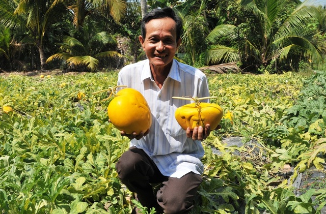 Ông Trần Thanh Liêm cho biết, do thời tiết khó ăn nên năm nay dự tính cung cấp cho thị trường khoảng 800 - 900 cặp dưa hấu thỏi vàng
