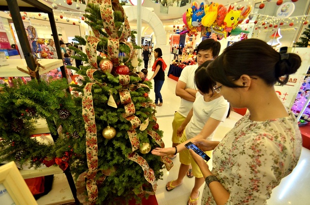 Độc đáo cây thông Noel thật được nhập về từ Mỹ - 12 Cây chưng trong nhà thì có giá khoảng từ 3 đến 9 triệu.