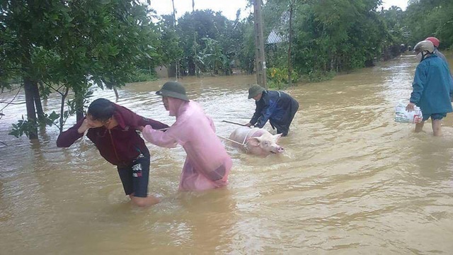“Nói thủy điện Hố Hô xả lũ đúng quy trình là chối bỏ trách nhiệm!” - 3 Người dân Hương Khê cứu gia súc trong cơn lũ lớn vừa qua.