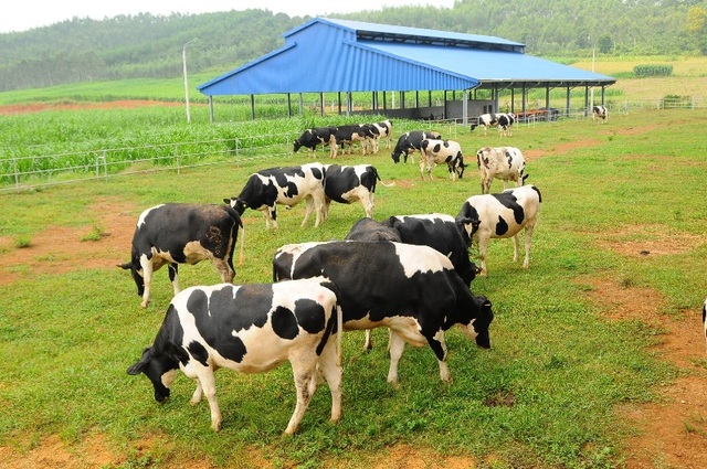 Đại gia ngành sữa với trang trại bò trải khắp Việt Nam - 2 Đại gia ngành sữa với trang trại bò trải khắp Việt Nam - 2