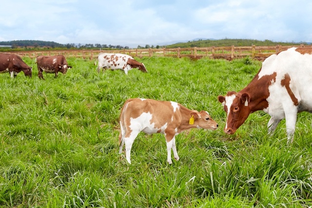 Trang trại bò sữa đầu tiên của Việt Nam đạt Trang trại Organic Chuẩn Châu Âu - 3