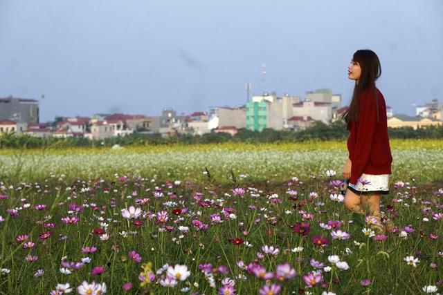 Rộ phong trào chụp ảnh trong vườn hoa cải bát ngát tuyệt đẹp - 7 Nhiều loại hoa, nhiều màu sắc rất dễ tạo ra một bức ảnh bắt mắt.
