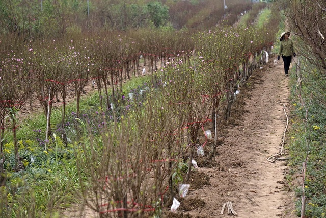 Không khí Tết đến sớm trên vườn đào Nhật Tân - 1
Những luống đào dài tít tắp ở Nhật Tân (Tây Hồ, Hà Nội) đã bắt đầu lác đác nở hoa. Việc đào nở ở thời điểm này là rất sớm, khi hơn một tháng nữa mới đến Tết Âm lịch.