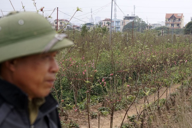 Không khí Tết đến sớm trên vườn đào Nhật Tân - 5 Những luống đào bích nở sớm có sắc hồng rực rỡ.