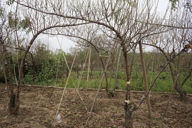 Không khí Tết đến sớm trên vườn đào Nhật Tân - 6 Một kiểu tạo thế cho đào bằng cách buộc dây kéo cong cành để cho ra những cành đào la đà khi cắm vào lọ.