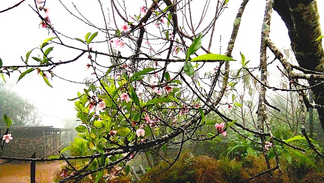 Hoa đào bung nở tuyệt đẹp mang Tết Đinh Dậu đến sớm - 2 Hoa đào bung nở tuyệt đẹp mang Tết Đinh Dậu đến sớm - 2