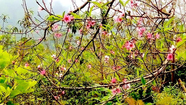 Hoa đào bung nở tuyệt đẹp mang Tết Đinh Dậu đến sớm - 7
Hoa đào mang sắc Xuân đến sớm.