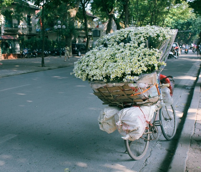 Tinh khôi sắc trắng cúc họa mi trên phố phường Hà Nội - 6 Gánh xe hoa những ngày này chỉ bán duy nhất hoa mi