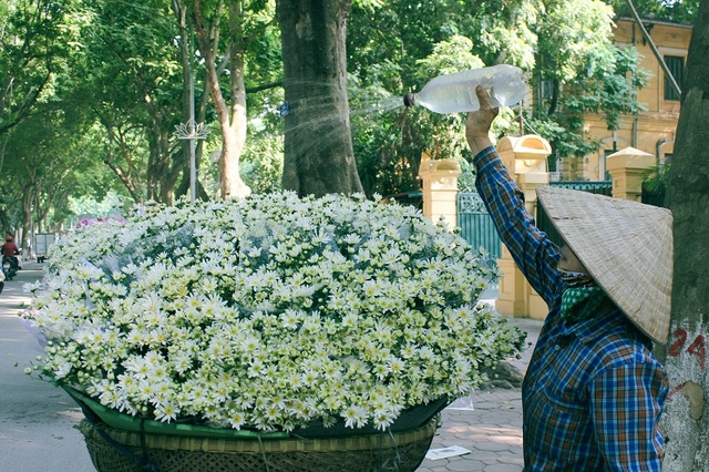 Tinh khôi sắc trắng cúc họa mi trên phố phường Hà Nội - 1 Dạo quanh phố phường Hà Nội những ngày gần đây, không khó để nhận thấy trên nhiều con đường đồng loạt xuất hiện những gánh xe cúc họa mi trắng muốt. Đặc biệt những tuyến đường như: đường Thanh Niên, Phan Đình Phùng, Giảng Võ, Láng, Lê Văn Lương... sắc hoa tinh khôi bung nở rực rỡ, thu hút ánh nhìn nhiều người qua đường.