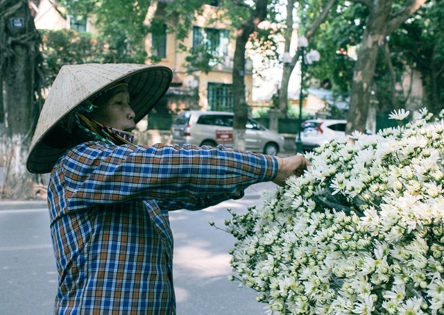 Tinh khôi sắc trắng cúc họa mi trên phố phường Hà Nội - 5 Để những bông cúc li ti luôn tươi, người bán hoa luôn tận tâm chăm sóc từng bông hoa một cách kĩ lưỡng nhất.