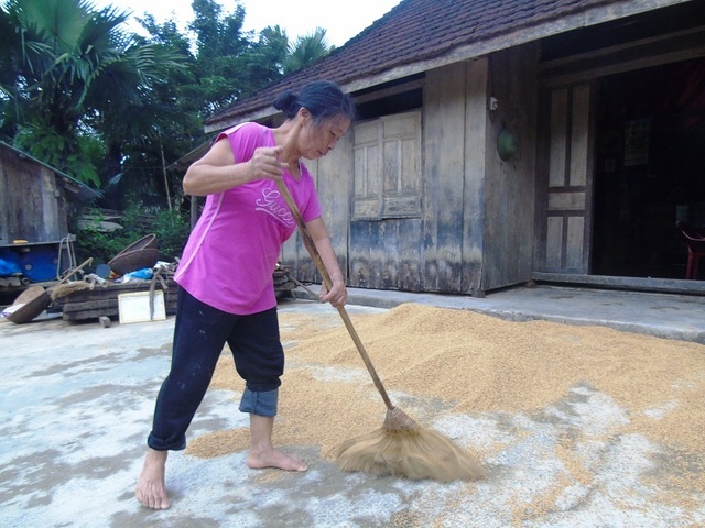 Người dân vùng “rốn lũ” bơ phờ sau cơn lũ lịch sử - 18 ... và phơi những bồ lúa bị ướt do lũ ngập tận nóc nhà (Ảnh: Tiến Thành)