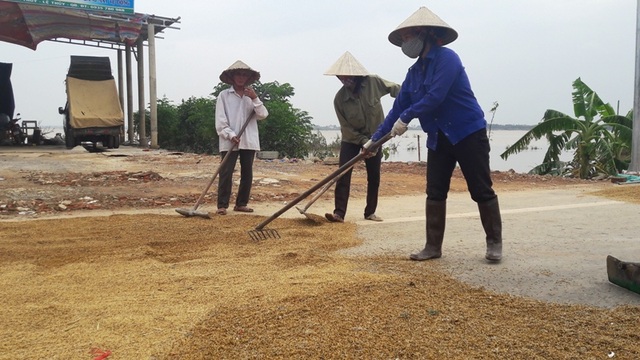 Xót xa nhìn gạo mốc meo, lúa lên mầm sau lũ - 4 Nắng lên, người dân tranh thủ phơi sấy cho khô với hy vọng còn sử dụng được (Ảnh: Đặng Tài)