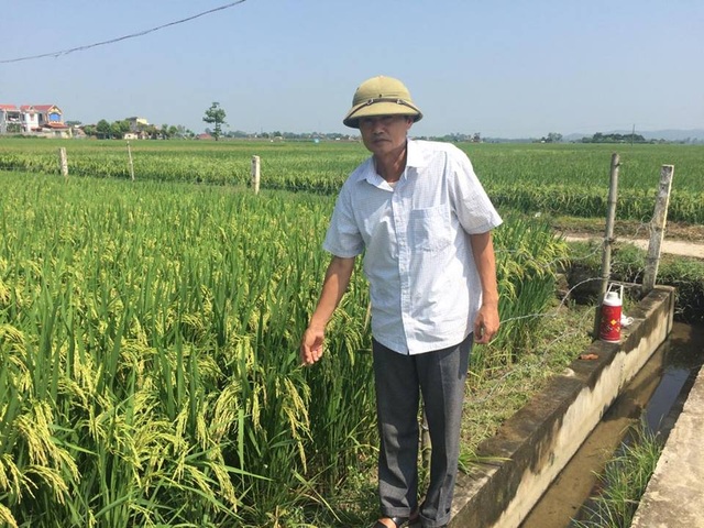 Nông dân thu lợi lớn từ cánh đồng mẫu lớn - 3 Ông Lê Văn Dung, tại Thị Trấn Vạn Hà chia sẻ về mô hình phát triên cánh đồng mẫu lớn.