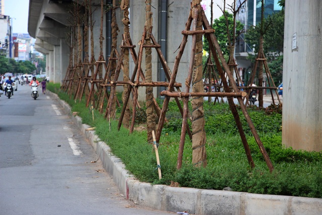 Hà Nội trồng hàng trăm cây xanh dưới gầm đường sắt trên cao - 1
Nhiều người băn khoăn những cây xanh mới trồng này khi phát triển lên liệu có ảnh hưởng đến an toàn công trình đường sắt trên cao?