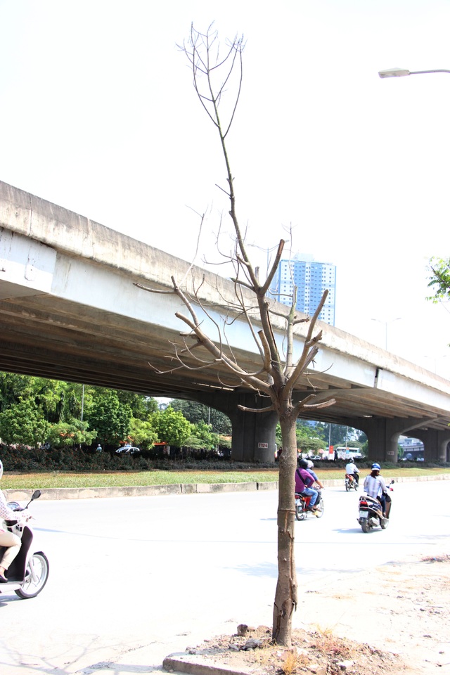 Hà Nội: Hàng cây xanh mới trồng đã chết khô - 3
Cây chết khô trên vỉa hè đường Nguyễn Xiển.