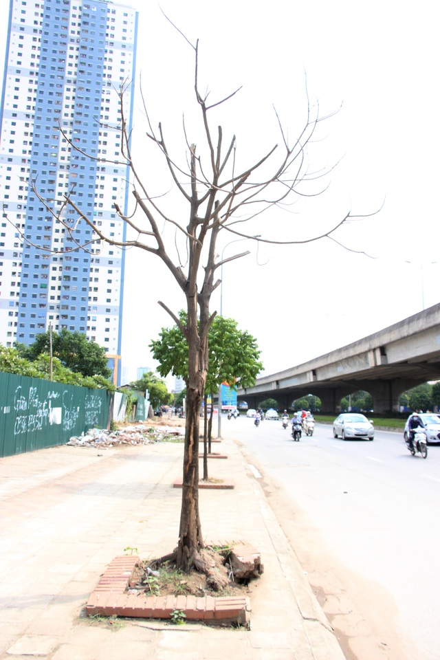 Hà Nội: Hàng cây xanh mới trồng đã chết khô - 2 Hà Nội: Hàng cây xanh mới trồng đã chết khô - 2