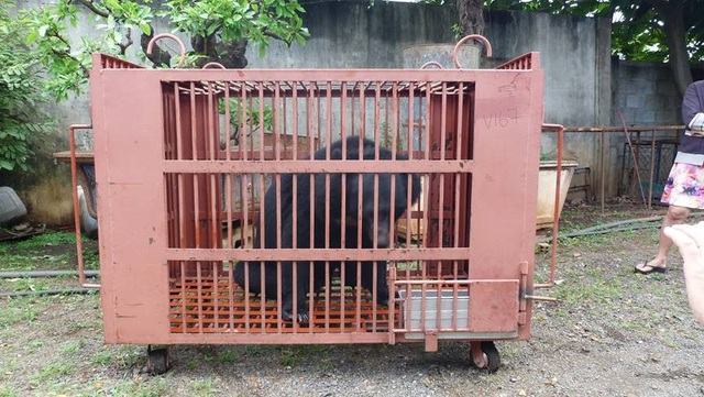 Nhiều cá thế gấu quý hiếm được giải cứu - 2 Một trong số 6 cá thể gấu ngựa được tự nguyện chuyển giao tại Đắk Lắk (Ảnh: EVN).