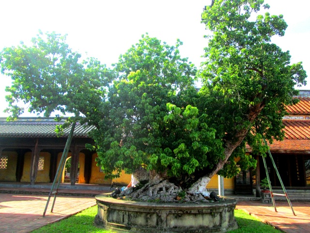 Hai cây Vải cổ thụ được quy hoạch trồng ngay ngắn trong bồn trước sân điện chính cung Diên Thọ - Đại Nội
