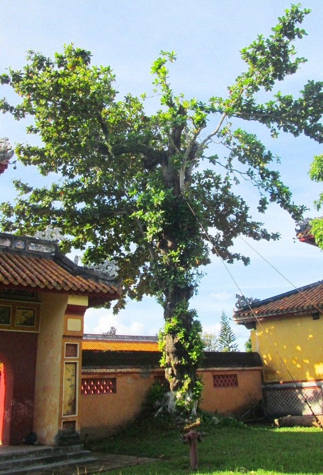 Hai cây Bàng cổ được trồng ngay ngắn hai bên Hiển Lâm Các – Thế Miếu – Đại Nội