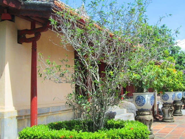 Những cây Hàm tiếu có tuổi đời rất cổ được trồng ngay ngắn trong bồn còn lại ở lăng Minh Mạng