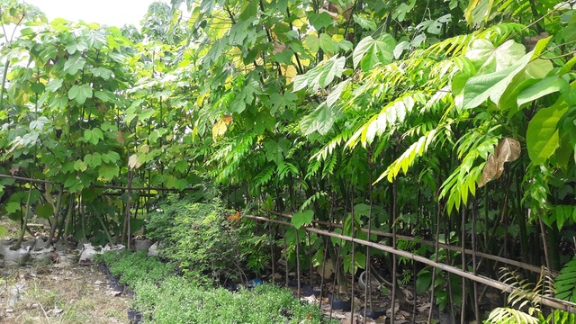 Bài 4: Tái tạo “cảnh quan cổ” cho di tích Huế: Cuộc chơi lắm công phu! - 3 Nhiều cây quý, có giá trị ở di tích Huế đang được nhân giống, phục hồi tại Vườn sưu tập nhân giống, bảo tồn các giống cây di tích
