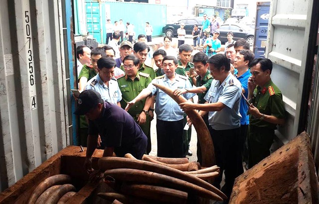 Lập Công ty “ma” nhập lậu hơn 2 tấn ngà voi trị giá trăm tỷ? - 2 Đây là vụ nhập lậu ngà voi Châu Phi lớn nhất từ trước đến nay tại cảng Cát Lái