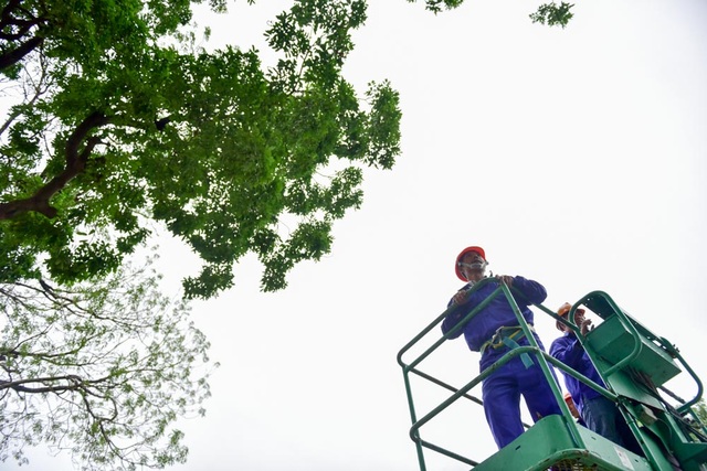 Hà Nội bắt đầu chặt hạ gần 1.300 cây xanh trên đường Phạm Văn Đồng - 3
Đơn vị chịu trách nhiệm xử lý cây cho biết, trên đường Phạm Văn Đồng có gần 1.000 cây sẽ được đánh chuyển, số còn lại sẽ chỉ tỉa cành hoặc chặt hạ nếu đã sâu mục.