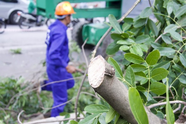 Hà Nội bắt đầu chặt hạ gần 1.300 cây xanh trên đường Phạm Văn Đồng - 8
Cành cây được dọn dẹp chuyển đi ngay sau khi chặt tỉa để giảm thiểu ảnh hưởng đến việc lưu thông trên tuyến đường vốn đã là điểm nóng ùn tắc.