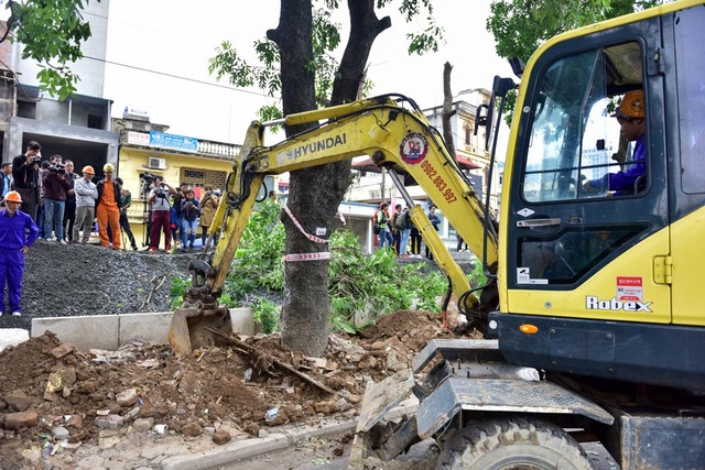 Hà Nội bắt đầu chặt hạ gần 1.300 cây xanh trên đường Phạm Văn Đồng - 9
Cây thuộc diện đánh chuyển, sau khi đã tỉa cành, sẽ được thiết bị chuyên dụng đưa đi nơi khác ươm trồng.