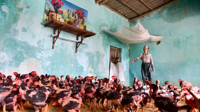 Gà vẫn ở trong nhà dân ngoại thành Hà Nội sau một tuần ngập lũ - 5
Do xung quanh nhà vẫn còn ngập nước, để giữ được đàn gia cầm con sót lại, bà Lạn buộc phải tạm dùng chính ngôi nhà của mình làm nơi cho gà ở. Cả tuần nay, bà Lạn phải đi ở nhờ nhà người thân.
