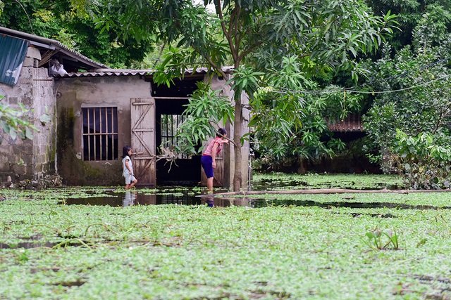 Gà vẫn ở trong nhà dân ngoại thành Hà Nội sau một tuần ngập lũ - 9
Nhà chị Đặng Thị Sơn vẫn ngập sâu, cả gia đình vẫn phải đi ở nhờ.