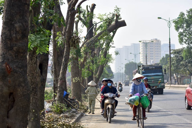 Công trường chặt hạ, đánh chuyển hàng nghìn cây xanh trên đường Phạm Văn Đồng - 6
Mới đây, Chủ tịch UBND TP Hà Nội Nguyễn Đức Chung đã kiểm tra đột xuất công tác cắt tỉa, đánh chuyển cây xanh trên đường Phạm Văn Đồng. Tại buổi kiểm tra, ông Chung nhắc lại quan điểm thành phố sẽ không trồng lại cây xà cừ đã đánh chuyển trên các tuyến phố vì tốn kém gấp nhiều lần trồng cây khác.