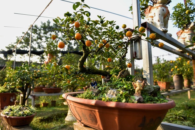 Quất ghép trên cây cần thăng cho vẻ đẹp độc đáo - 8
Chủ vườn cho biết, giá cho thuê quất ghép cần thăng đẹp khoảng 5 - 6 triệu đồng/cây. Giá bán đứt khoảng 8 - 11 triệu đồng/cây, có những cây đặc biệt giá có thể lên tới hàng chục triệu đồng.