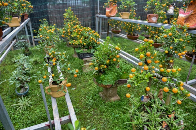 Quất ghép trên cây cần thăng cho vẻ đẹp độc đáo - 13
Ngoài quất ghép cần thăng, ông Xuân cũng là chủ vườn có nhiều sản phẩm quất độc đáo.
