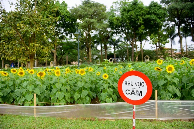 Thỏa thích chụp ảnh cánh đồng hoa mặt trời giữa Hoàng thành Thăng Long - 7
Để tránh du khách làm hỏng hoa, Ban Quản lý khu di tích Hoàng thành Thăng Long đã đặt biển cấm du khách vào khuôn viên trồng hoa.