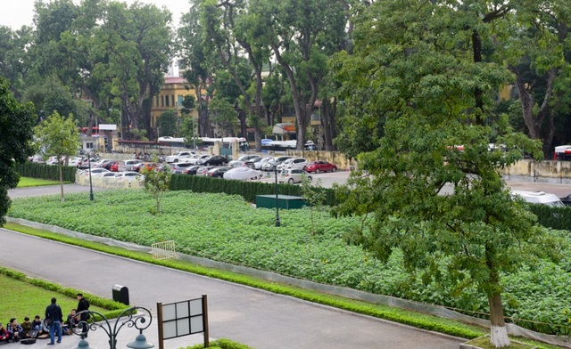 Thỏa thích chụp ảnh cánh đồng hoa mặt trời giữa Hoàng thành Thăng Long - 12
Một khoảnh đất khác cũng được trồng hoa hướng dương và dự kiến sẽ nở vào đúng dịp Tết Nguyên đán.