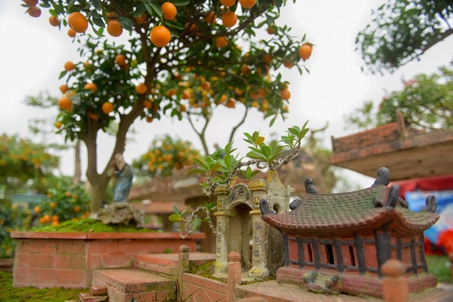 Quất tiểu cảnh gợi hình ảnh làng quê Bắc Bộ yên bình - 5
Cây quất tiểu cảnh được tạo dáng công phu, uốn cong qua mái nhà cổ tạo nên khung cảnh làng quê Bắc Bộ yên bình, thân thuộc. Được biết, quất tiểu cảnh này được ra giá khá đắt, khoảng hơn 10 triệu đồng.