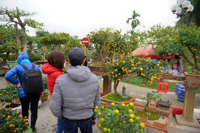 Quất tiểu cảnh gợi hình ảnh làng quê Bắc Bộ yên bình - 11
Những chậu quất tiểu cảnh độc đáo gây ấn tượng với người xem, được đánh giá là gợi hình ảnh làng quê Bắc Bộ thân thuộc.