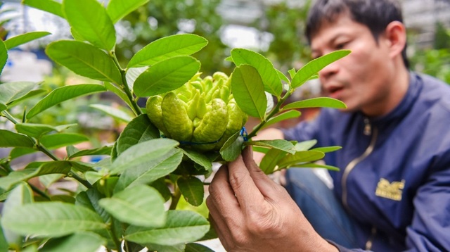 Phật thủ bon sai tiền triệu hút khách mua chơi Tết - 5
Một người mỗi ngày có thể ghép được khoảng 10 - 15 cây.