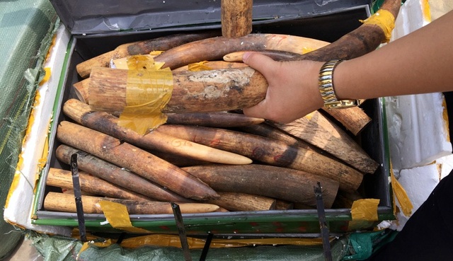 Hà Nội: Phát hiện vụ vận chuyển hơn 300kg ngà voi qua đường hàng không - 2 Số ngà động vật nghi là ngà voi bị phát hiện.