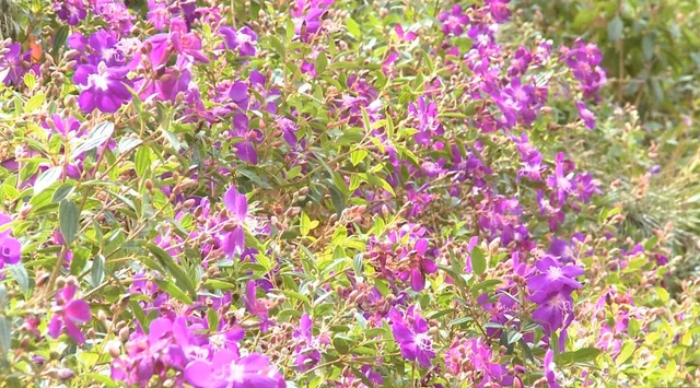 Hút hồn du khách với sắc tím hoa Mua tại đồi Robin Đà Lạt - 2