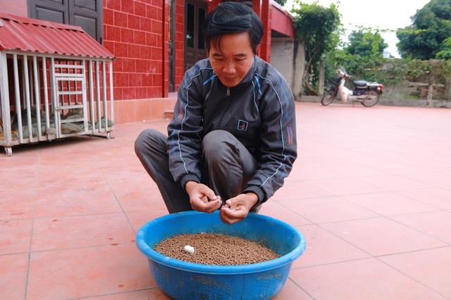 
Hơn chục năm nay, ông Thăng dùng phương pháp nuôi ếch bằng các loại thảo mộc như tỏi, ớt, cỏ mực... cho thu nhập kinh tế cao.
