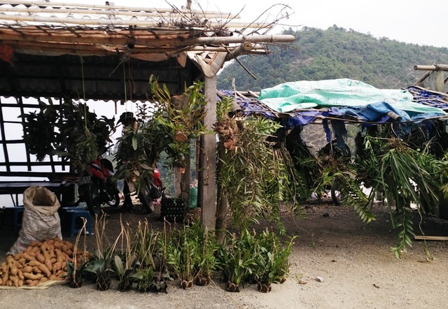 Ghé thăm chợ hoa phong lan giữa núi rừng Tây Bắc - 11 Ghé thăm chợ hoa phong lan giữa núi rừng Tây Bắc - 11