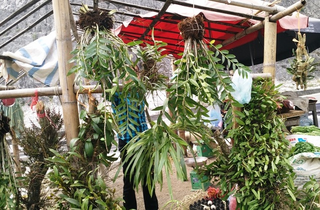 Ghé thăm chợ hoa phong lan giữa núi rừng Tây Bắc - 5 Những nhánh lan rừng được người dân bày bán rất bắt mắt du khách. Giá từng giỏ lan có giá không hề rẻ, giao động từ 200 nghìn - 1 triệu đồng.