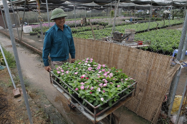 Xuân Quan: Rực rỡ làng hoa gắn với du lịch sinh thái - 4