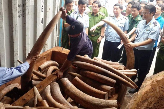 Trước đó, ngày 6/10, lực lượng chức năng cũng đã phát hiện hơn 2 tấn ngà voi có giá trị hàng trăm tỷ được nhập lậu từ châu Phi về Việt Nam.